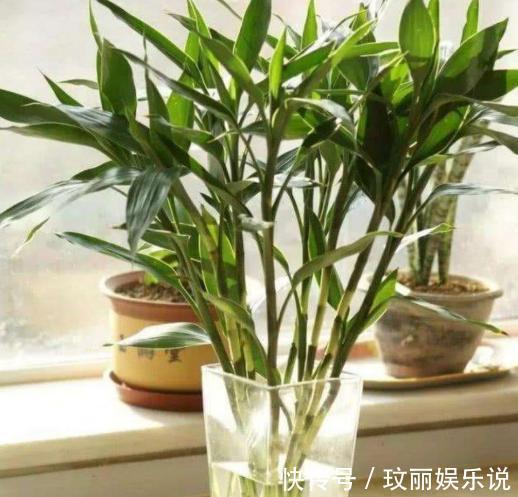 药片过期不知道该怎么处理?养花就用上它们,可一举两得