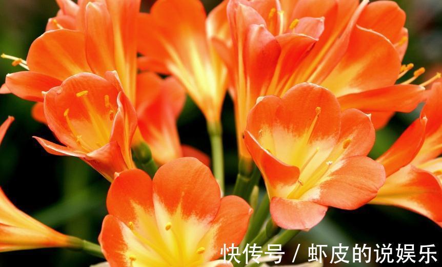 君子兰怎么发根,老花农教你三招,简单方便实用