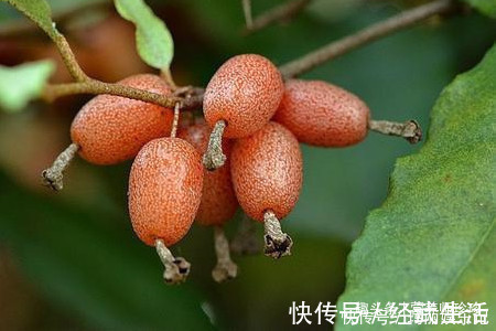 咳嗽|山上一种植物，它的叶子是个宝，能治咳嗽、支气管炎、咽喉炎