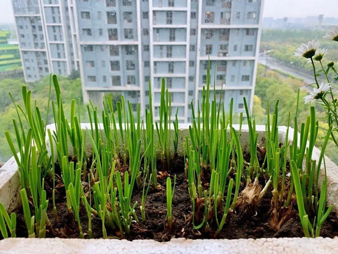 阳台养这10种菜,长得快、结果多,全家都够吃!