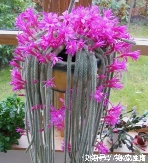 花盆|最有仙气的4种花,迷人的花朵,开满整个花盆,美不胜收