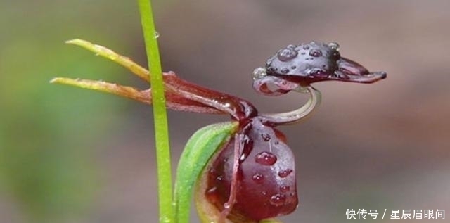  动物|花儿也疯狂，明明是花，就是不认输，非要长的和动物一模一样