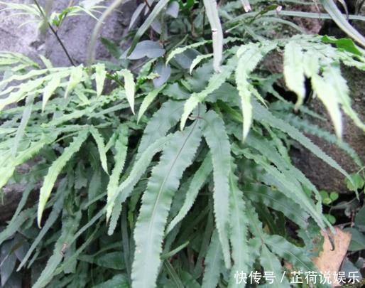 凤尾|农村有一种野草像凤尾，长在井口边，却是生活中的好帮手！