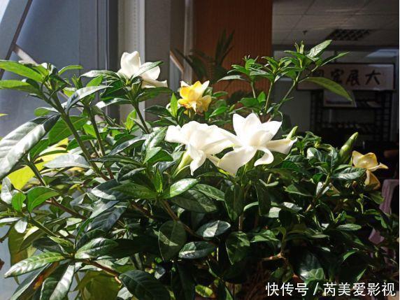 石斛兰|人养花,花也养人,这15种花,越养家里越干净