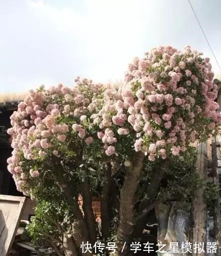 5种“植物”，寓意吉祥还“招财”，可以多养三四盆，比发财树强！