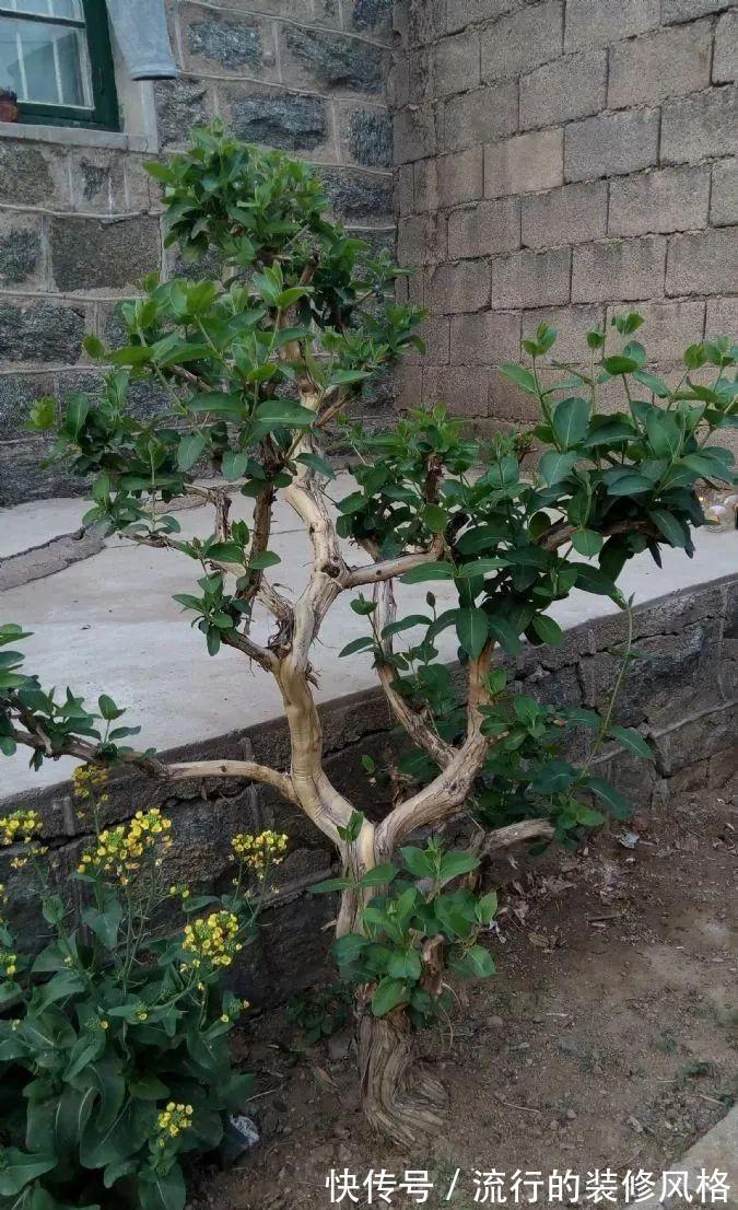 浇水|金银花根系发达,一造型便“立竿见影”,轻松获取盆景制作的欢乐