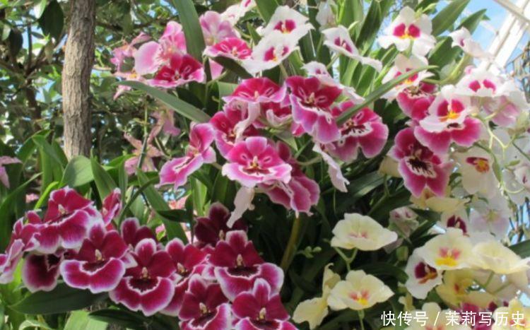 家养几款花卉，便宜又好养，花儿轻松开爆盆，养在阳台超美的