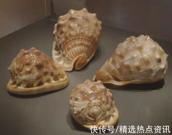 品种类#“珍稀海洋贝类展”展览开展啦 快来贵州地质博物馆打卡吧