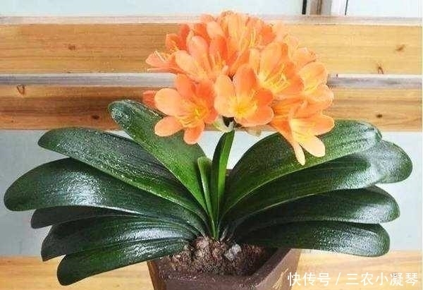 此种“液体”黏糊糊,家家都倒掉,殊不知用来养花,却是“宝”