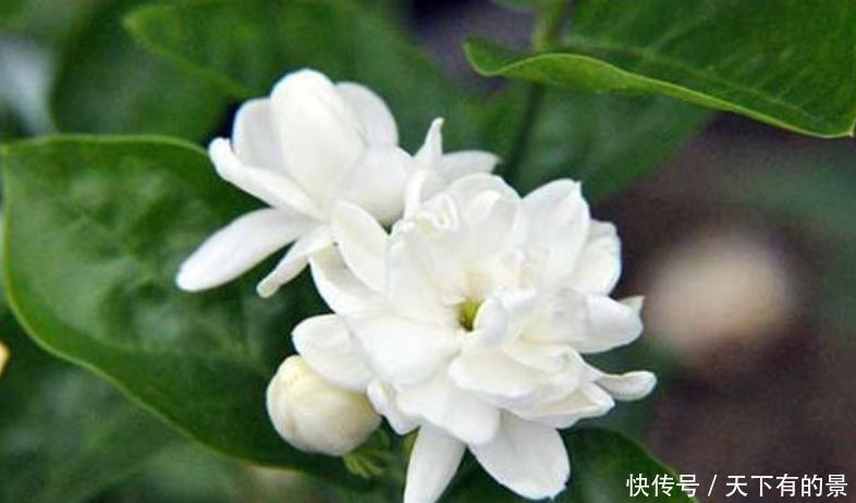 养花肥料分“四类”,缺1种就难养好,家中要常备才行!