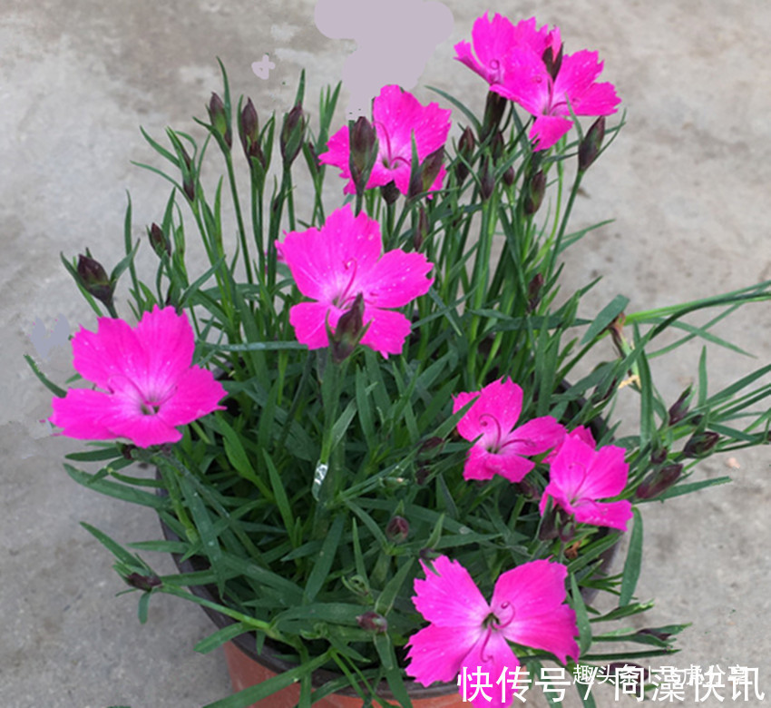 三种实力强劲的开花机器,花朵特别漂亮,常年开花不断,值得养