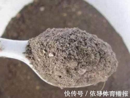 一茬花|三角梅花谢了,趁着还没入冬,“2件事”尽早做,来年轻松开爆盆