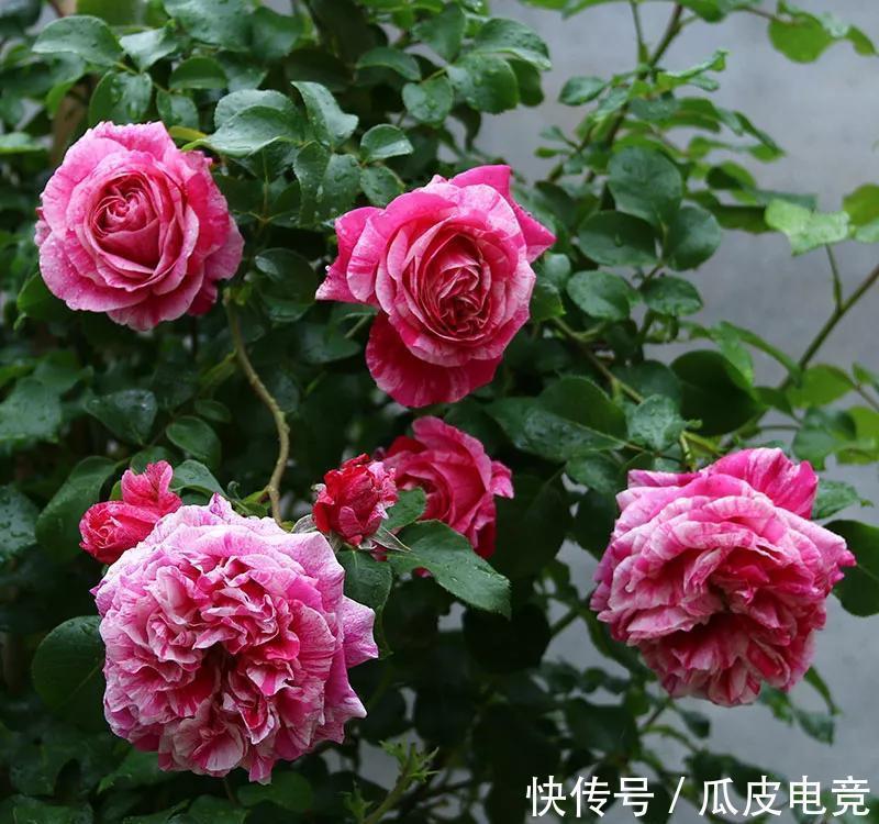 月季总是黄叶,没生机,原因都在这里,看看你属于哪一个