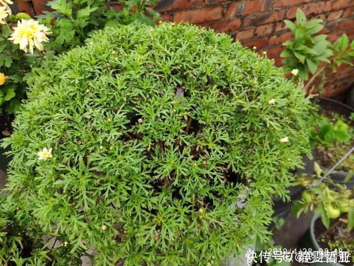 虎皮兰,红掌,吊兰养成老桩,变成大树,真壮观