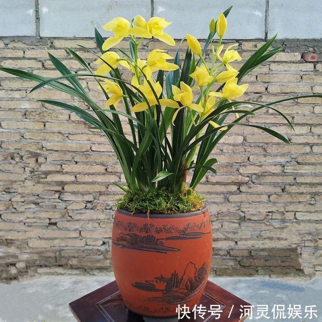 漂亮|适合新手养的兰花，价格便宜，漂亮又芳香，开花勤快，还非常好养