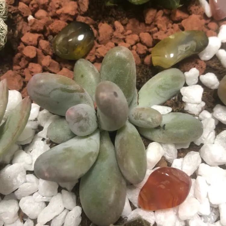 养成一个爱好的重要性和一个养肉人的日常！