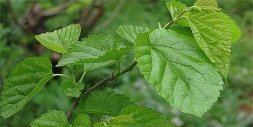 年龄越大血液越“稠”,用这种叶子泡水喝,血