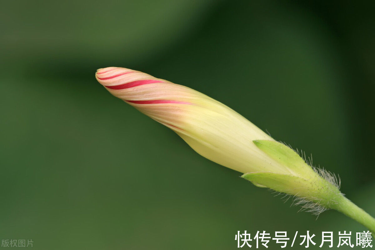 人间草木@愿有一人,待你如初,疼你入骨,懂你悲欢,知你冷暖