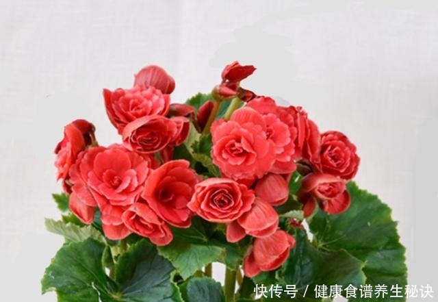 老妈养花从来不买肥，就只浇一种水，盆盆都很旺，年年狂冒花苞！