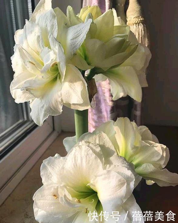 朱顶红中的“花机器”,勤花的“阿弗雷”,爆花的“王者”