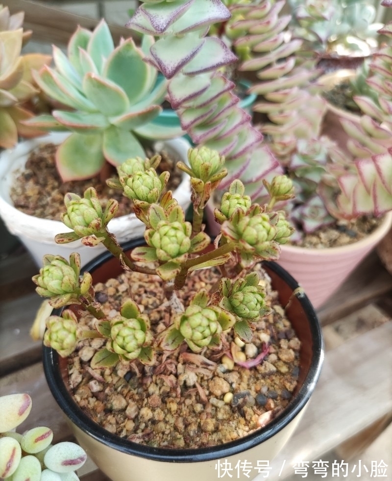 诺娃|有事没事看看多肉,才是度夏的基本保障