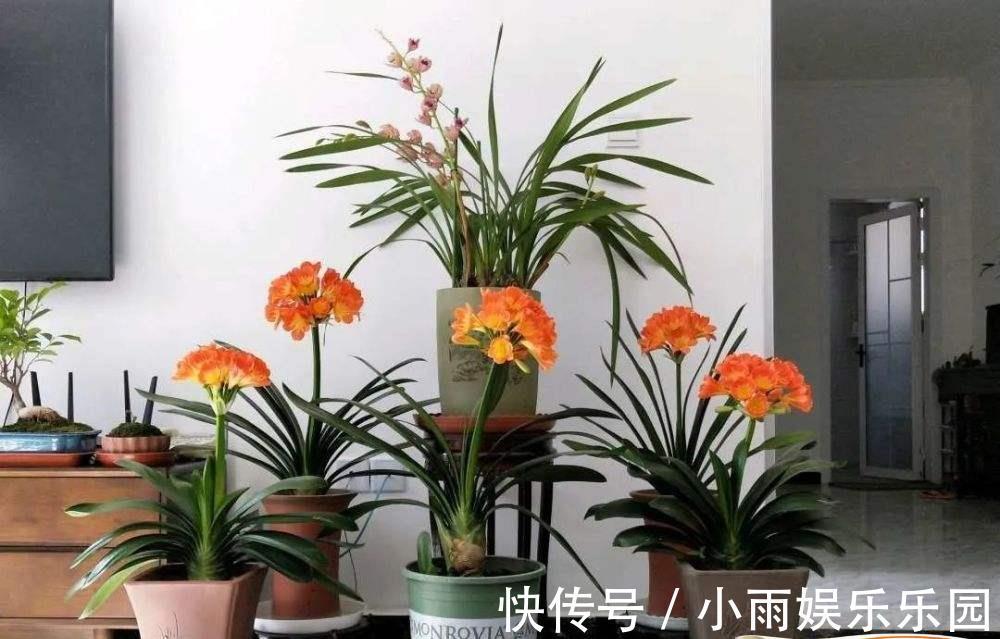 家里不要乱养花!6种养人花,吸废气制氧气,还有旺家的好寓意