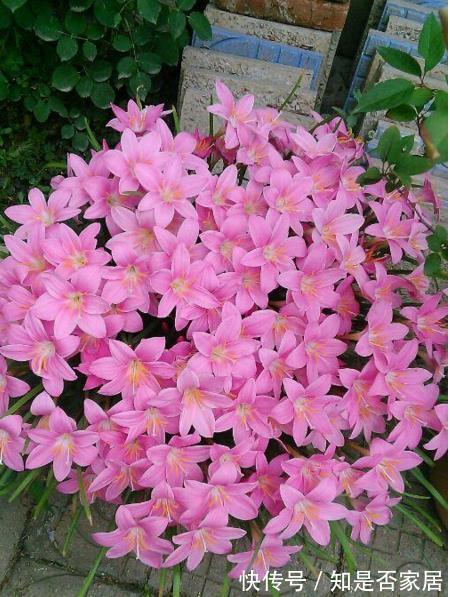 长春花|6种“小草花”，满院子疯长开花，不怕高温，不怕脚踏，折腾不死