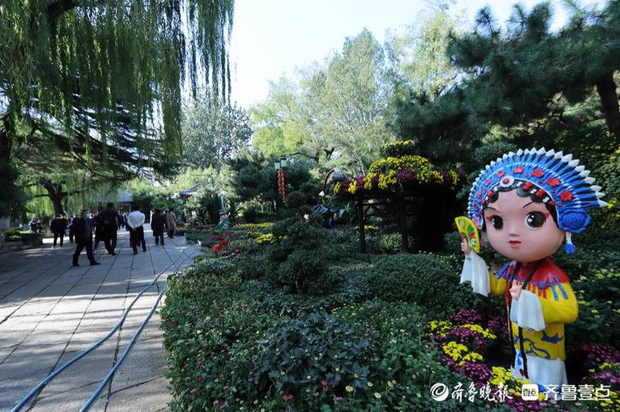 海豹池|菊花吐蕊，菊香四溢，趵突泉菊展代客来