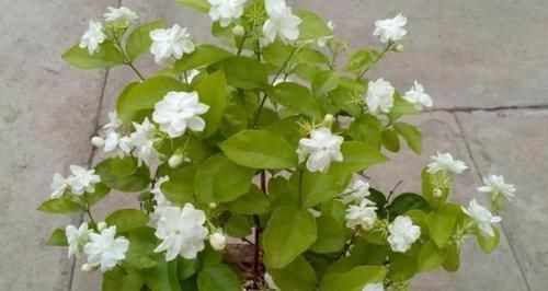 茉莉花|在家养啥花合适此4种随便来一盆,植株长势旺、满屋飘香