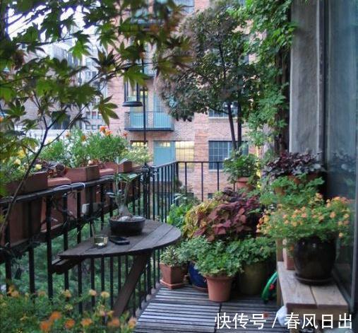 4种“省心花”，漂亮又好养，一年养一盆，四季都开花