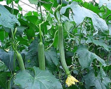 改善|特别适合女性吃的1种菜，改善痛经，呵护子宫，越吃越年轻！