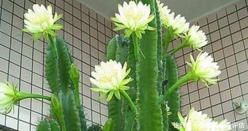 这3种花生活中很常见,好看而暗藏“杀机”,切记不要在室内养!