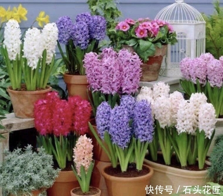 把5种花养在家里，就像喷了“香水”一样，香气扑鼻