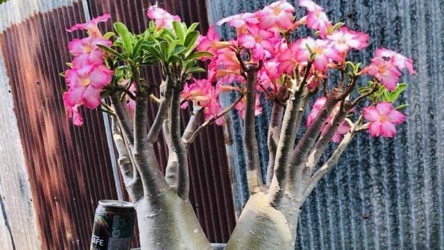 长寿花|3种花就是“小盆命”,越“挤”长得越健康,不烂根长得旺