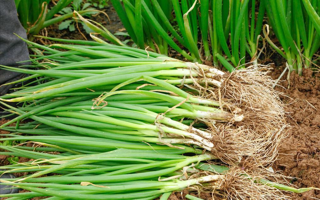 冬天大葱如何保存？教你3个好方法，平房楼房都适用，新鲜不烂根