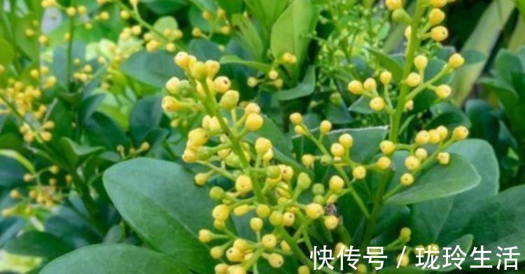 花苞|比香水还好闻的3种花，漂亮又好养，春天开最旺，大家抢着买