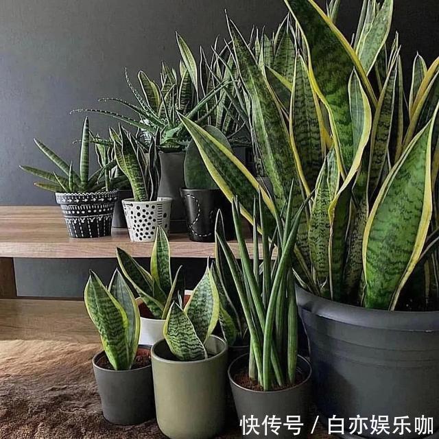 客厅|客厅养花就选这六种,寿命长、寓意好,省心又好养,你家养了几种