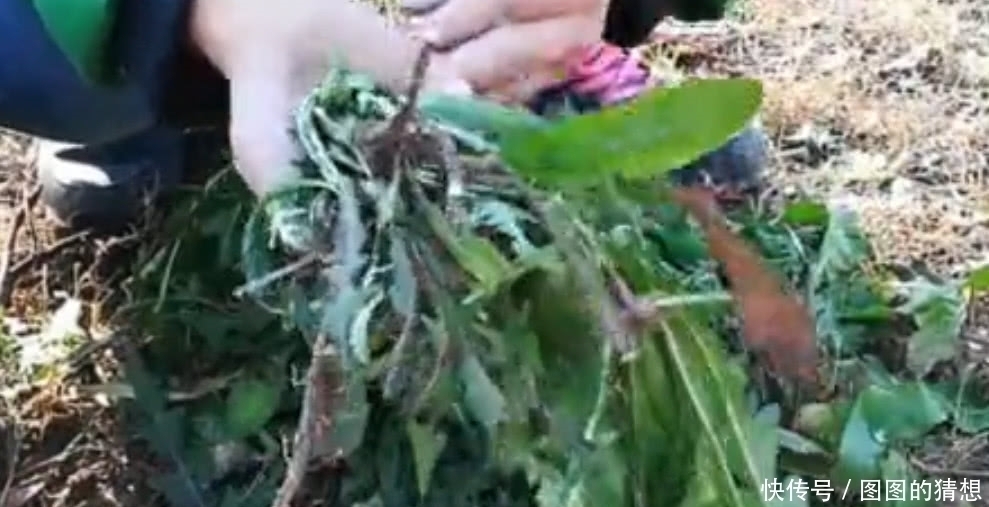 根茎|农村这植物被称为“草药皇后”根茎极为珍贵,外面一斤20元