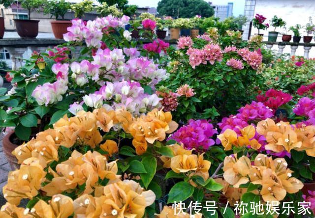 扦插三角梅不生根别“手贱”,有“耐心”,扦插一棵活一棵