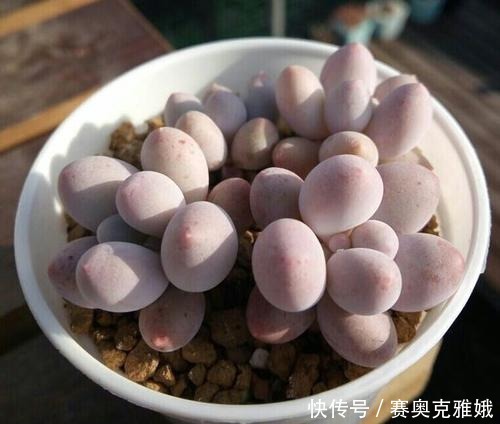 盘点8款胖多肉，颜值高好养护，喜欢多肉一定别错过！