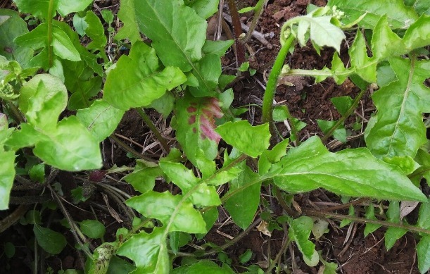 凉拌|65种野菜图片,带你认识不同的野菜和吃法,你想要的野菜这里都有