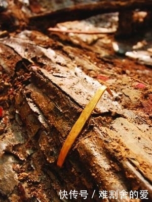 土司|这座700年古墓里藏有大量黄金,却没有被盗,专家都看傻眼!