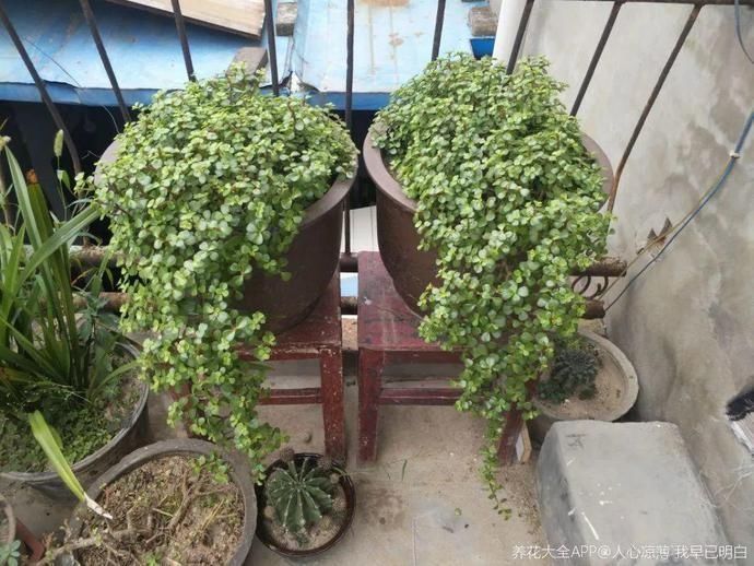 虎皮兰,红掌,吊兰养成老桩,变成大树,真壮观