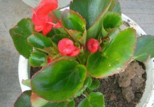 四季海棠|什么花可一年开四季盆栽上4种植物,个个都能全年花开不停歇