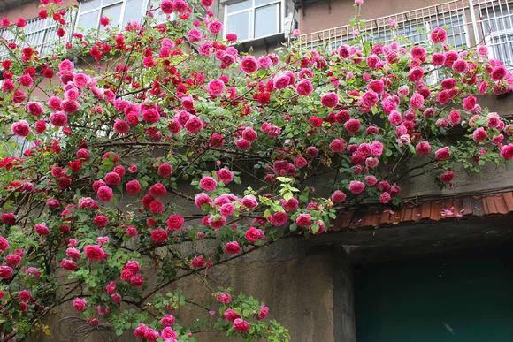 3种爬藤花是“开花大王”，阳台养几盆，半年成花墙！