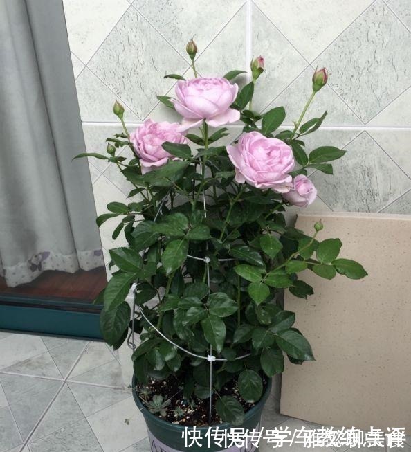 “无缺点”月季花,四季开花,香气浓郁,南北都能种,室内也能养!