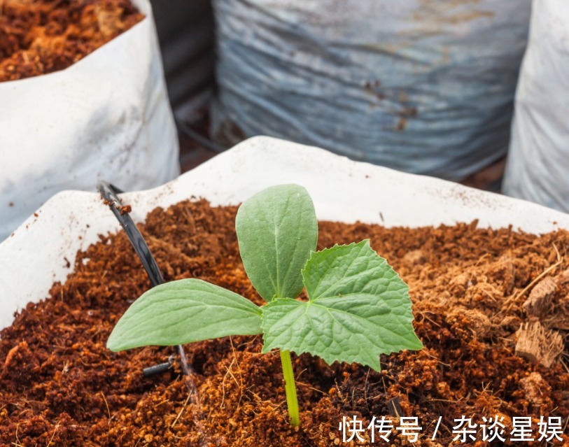 浇花|发酵淘米水能不能用来浇花?这一结果告诉你答案,千万不能随便用