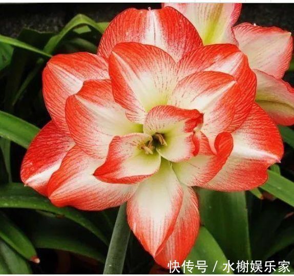 几种花卉养在家里,净化空气还招财,寓意超好的