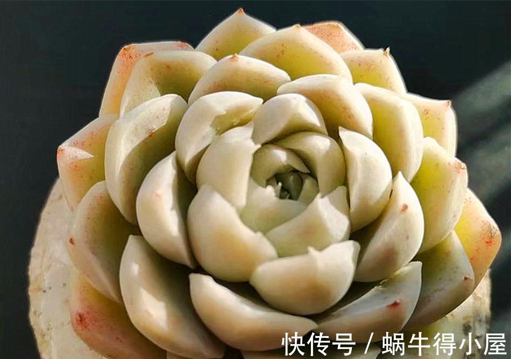 这些多肉九月末还不见状态,是不是哪里出了问题?它们只是慢性子