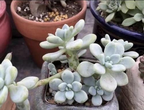 多肉徒长了怎么办？给它剪一刀，肉肉就会爆出一圈芽